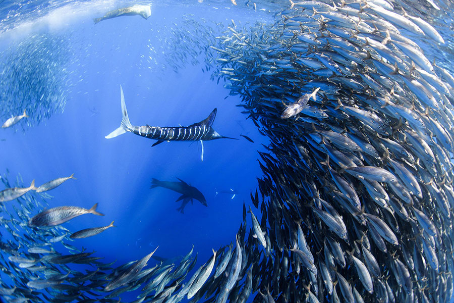 メキシコ ストライプドマーリンスイム | INTOTHEBLUE 水中写真家 越智隆治