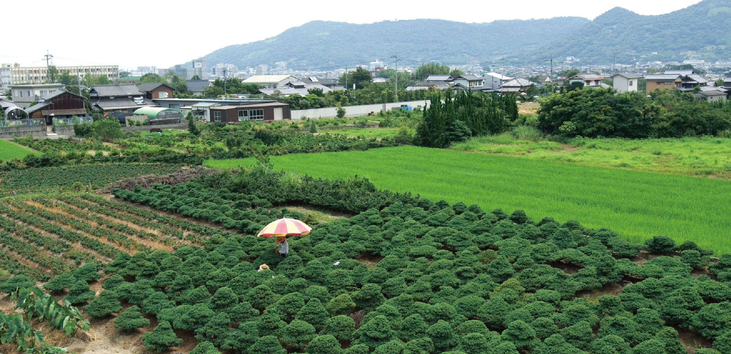 高松盆栽とは | 高松盆栽
