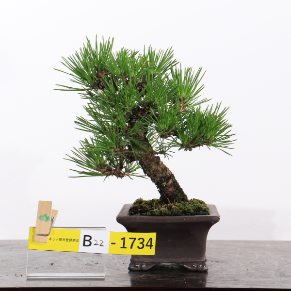 黒松【B22-1734】 | JA香川県 高松盆栽の郷オンラインストア