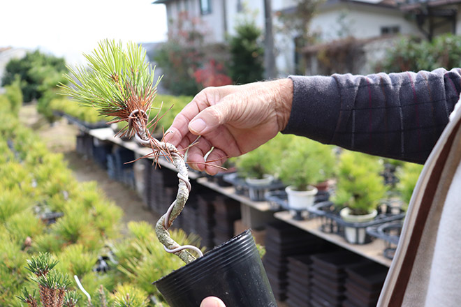 挿し木や接ぎ木から育てた黒松盆栽が並ぶ「間嶋園」 | 高松盆栽