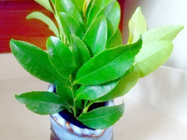 46 福井県産 天然山採り ヒサカキ ヒサカキ 『白天 -はくてん