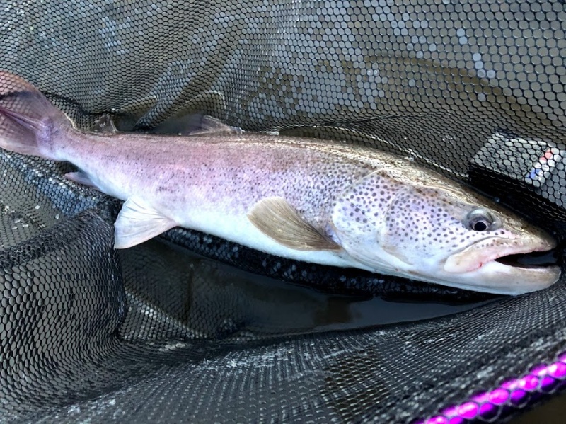 北海道イトウ釣りチャレンジ その2 高梨ガイドサービス 桧原湖・小野