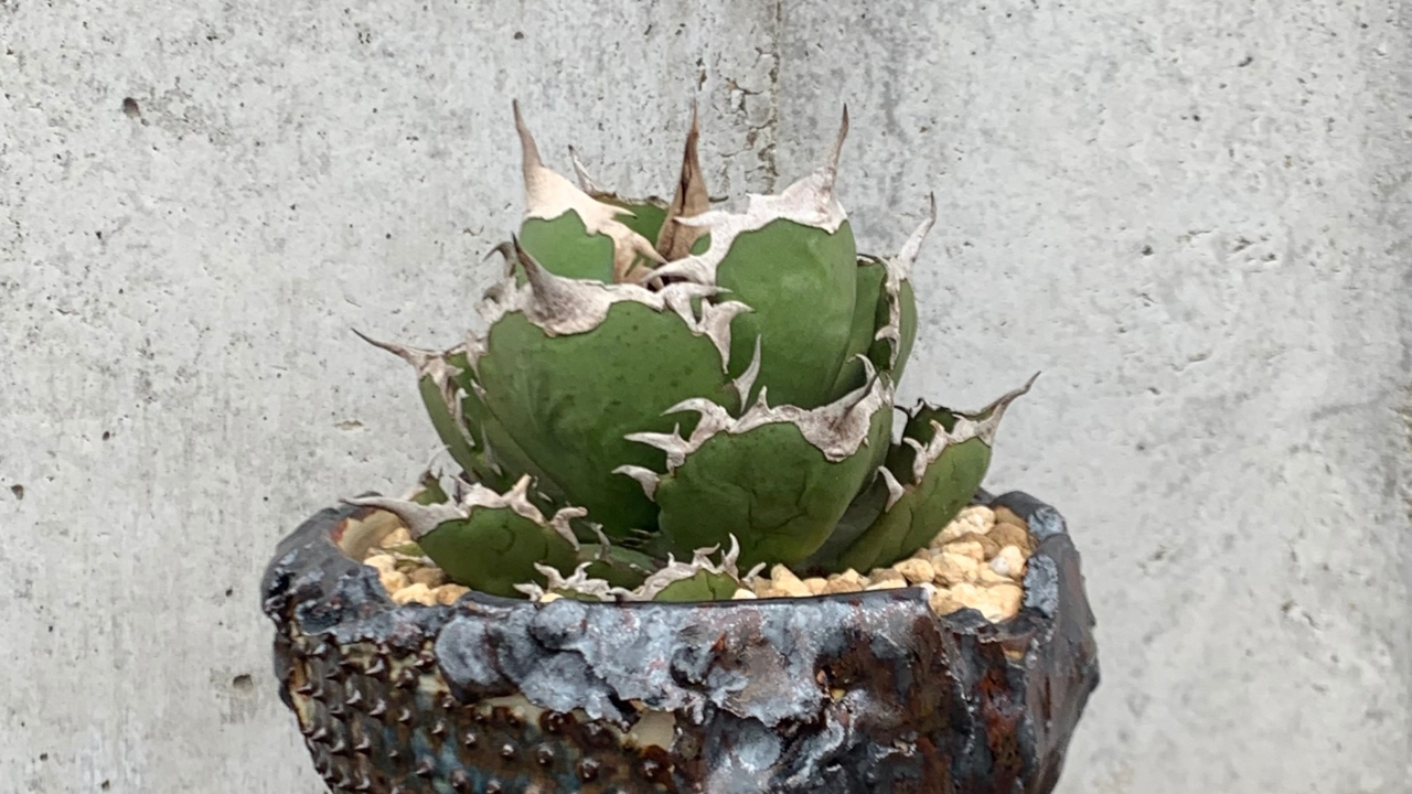 完全ガイド】アガベ チタノタ 'Shark Sword'（鯊魚劍）の特徴・育て方