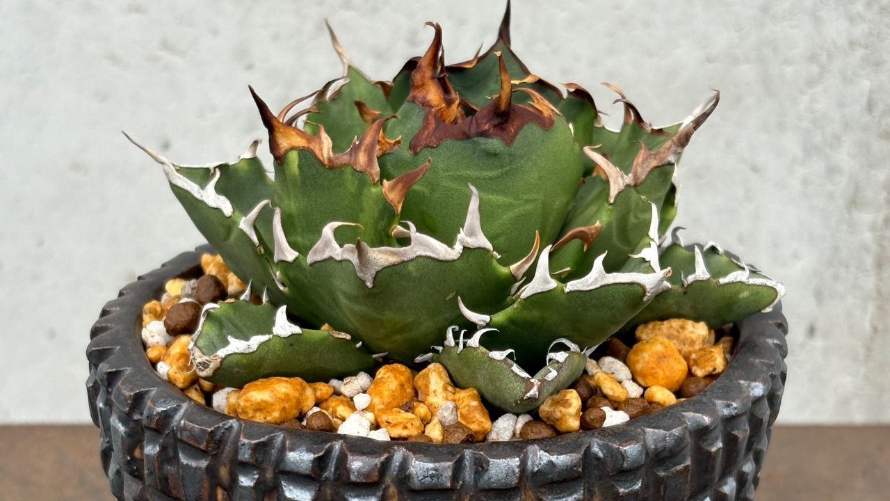 アガベ・チタノタ「鬼爪（Ghost Claw）」とは？別名「雪峰