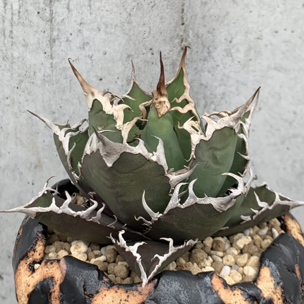 アガベ・チタノタ『凱撒（シーザー）』とは？特徴と育成ポイントを徹底