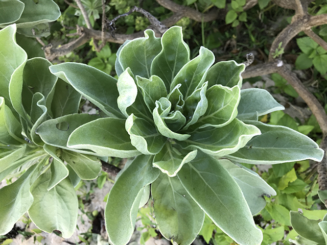 モンパノキ | 竹富島 遺産管理型NPO法人 たきどぅん