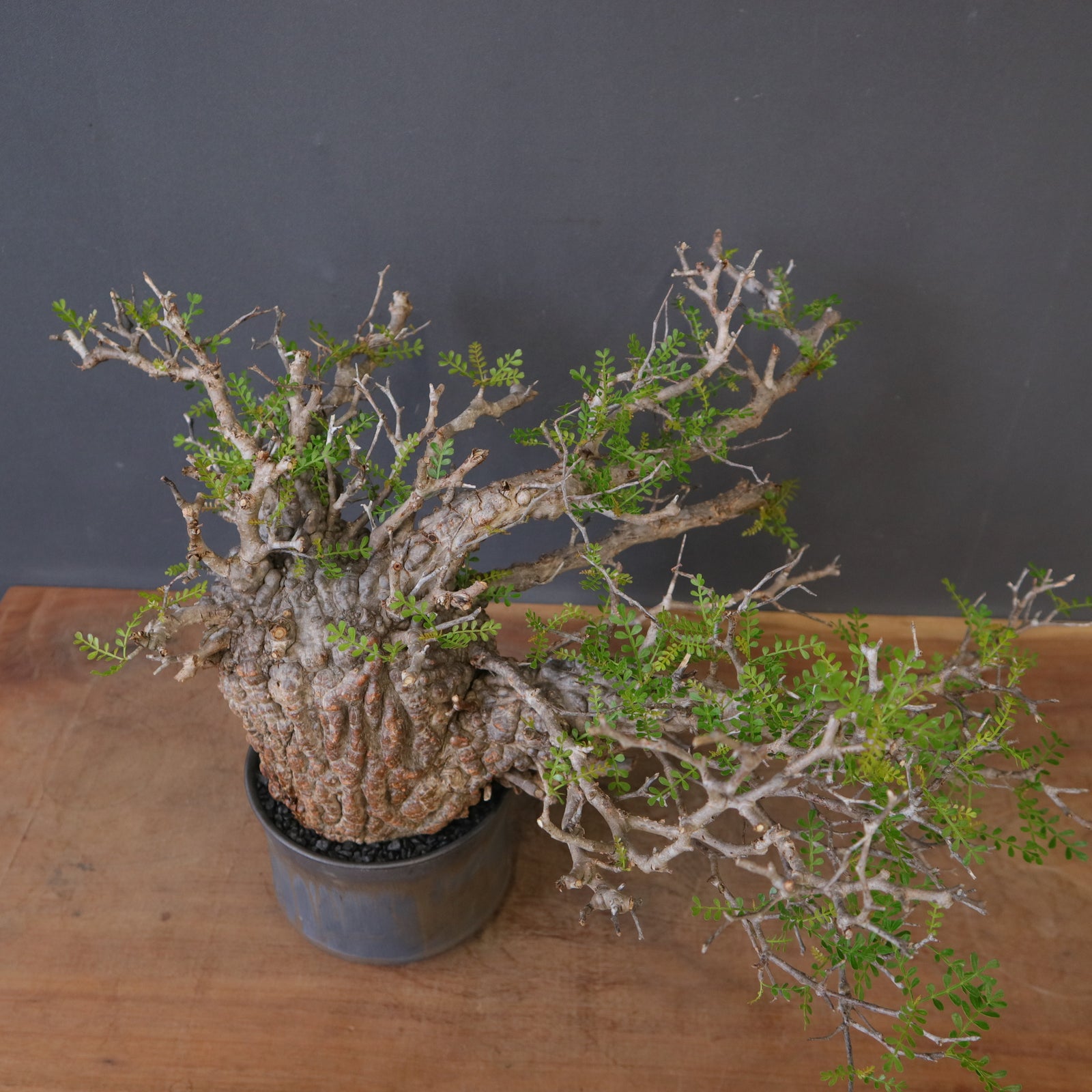 中川智治陶器鉢】O.パキプス 2412 – TaiShoDo ONLINE SHOP