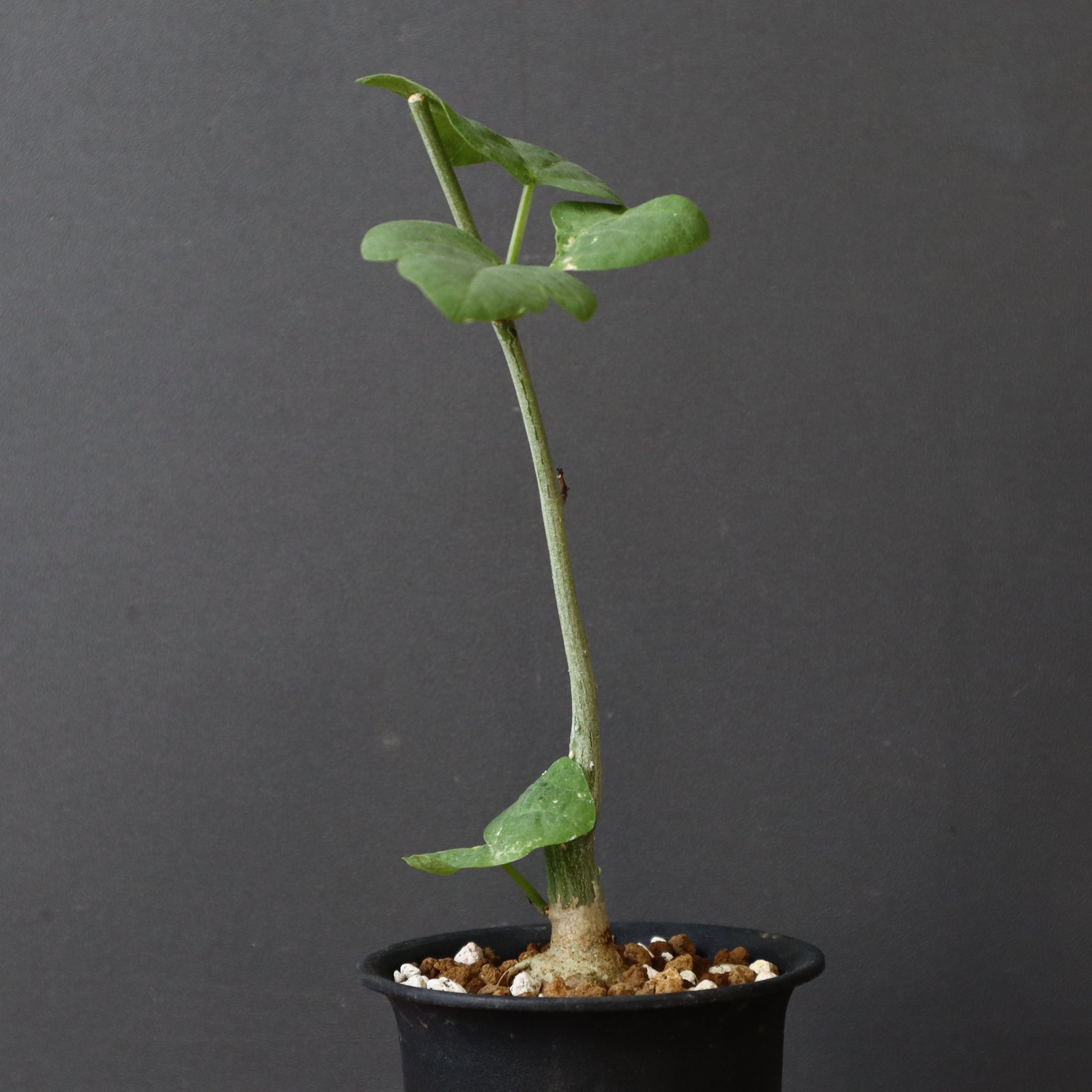 A.アクレアータ（実生） 15 – TaiShoDo ONLINE SHOP