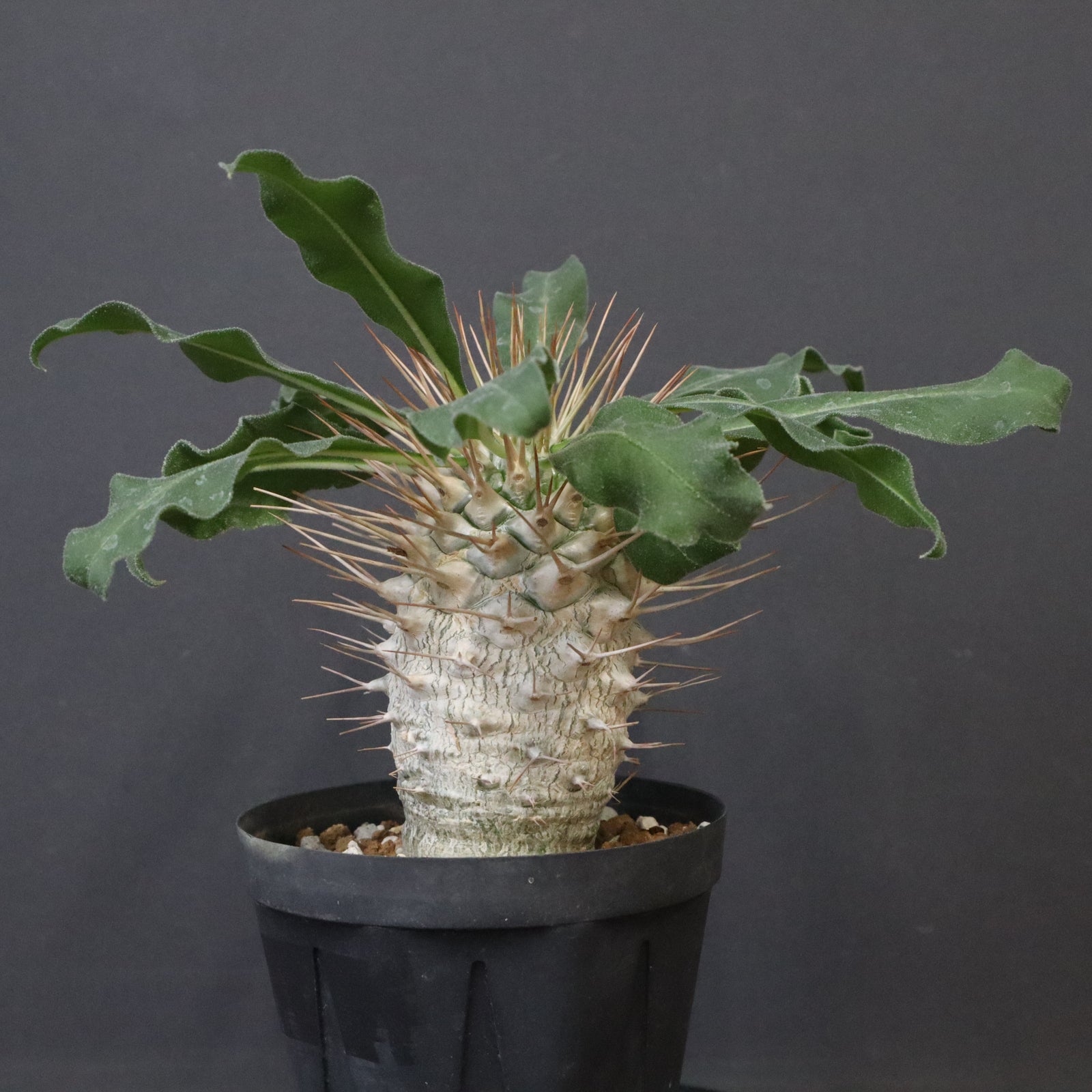 P.ナマクアナム 光堂（実生）14 – TaiShoDo ONLINE SHOP