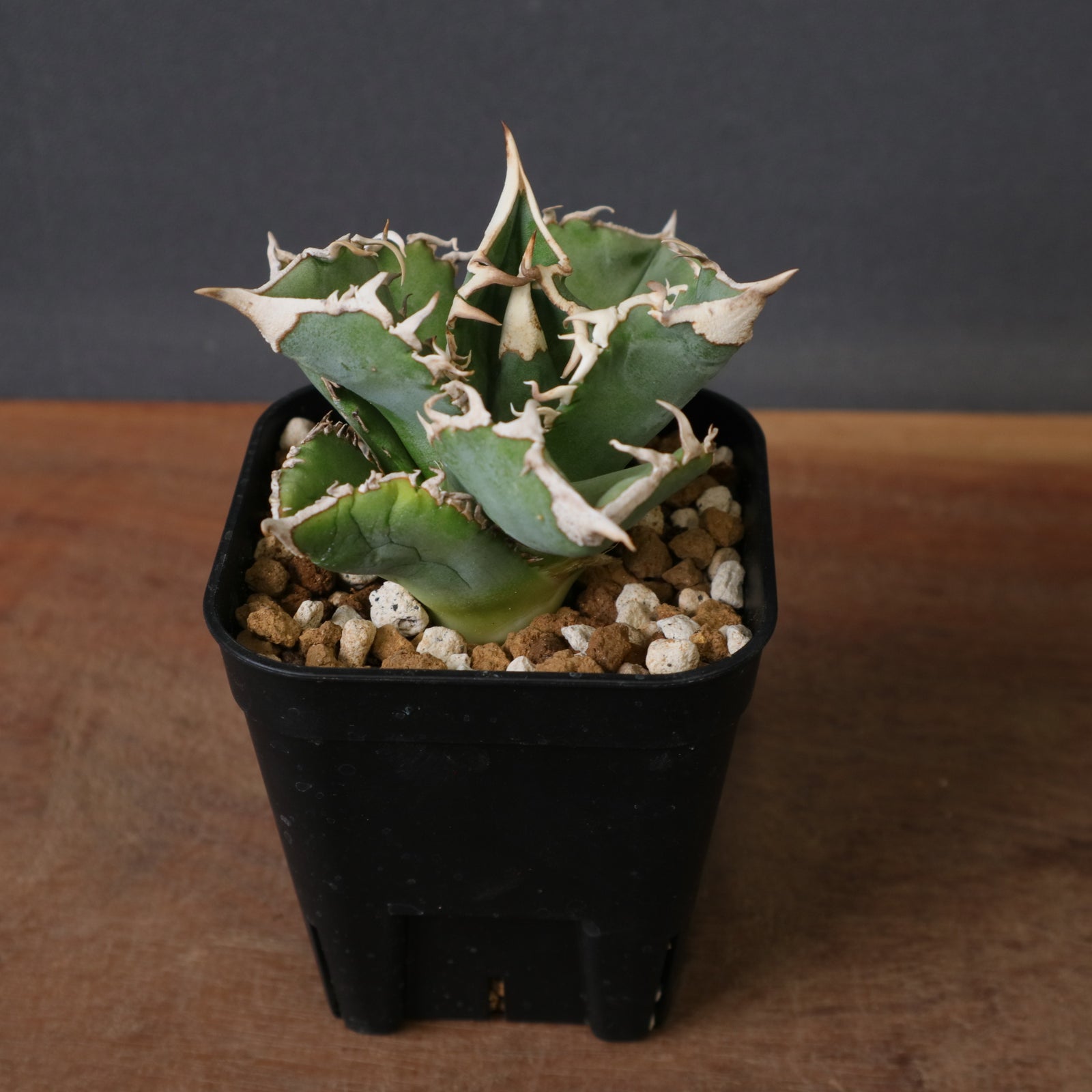 アガベ 白豪刺 EC1448 – TaiShoDo ONLINE SHOP