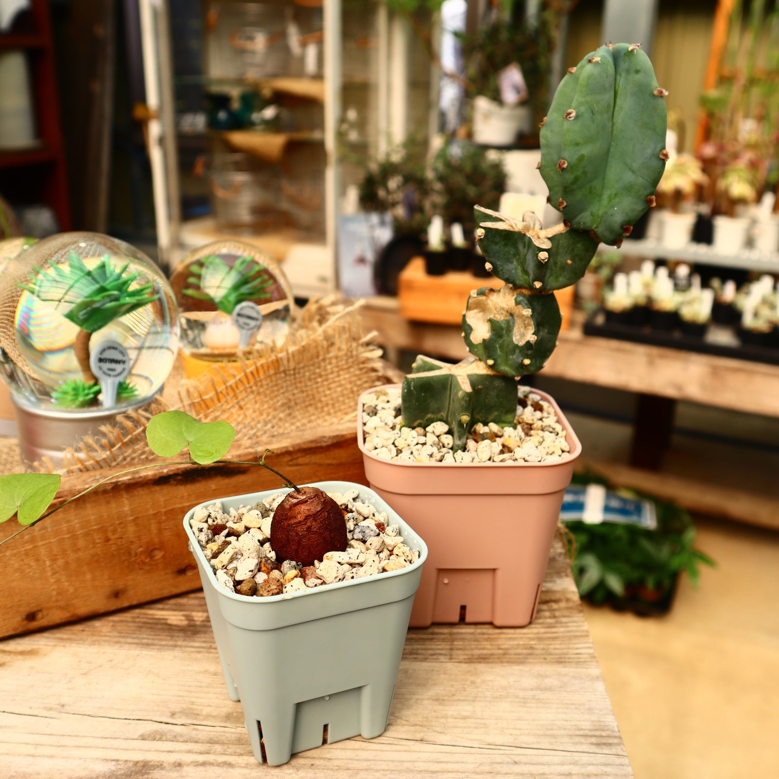 プレステラ プレミアムカラー4色 – TaiShoDo ONLINE SHOP