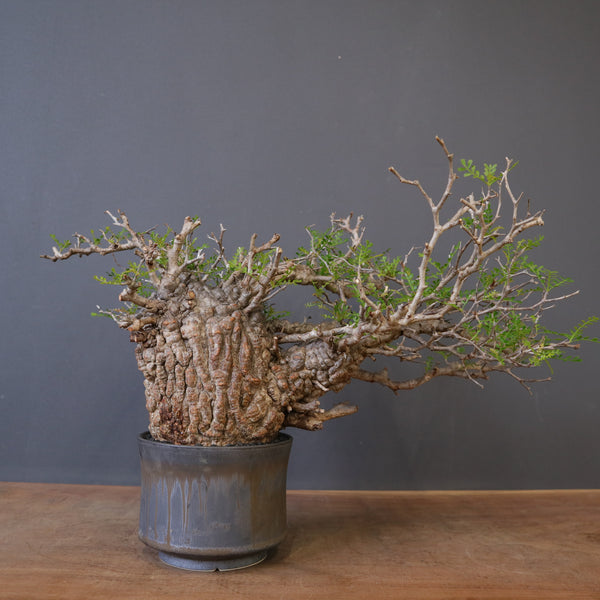 中川智治陶器鉢】O.パキプス 2412 – TaiShoDo ONLINE SHOP