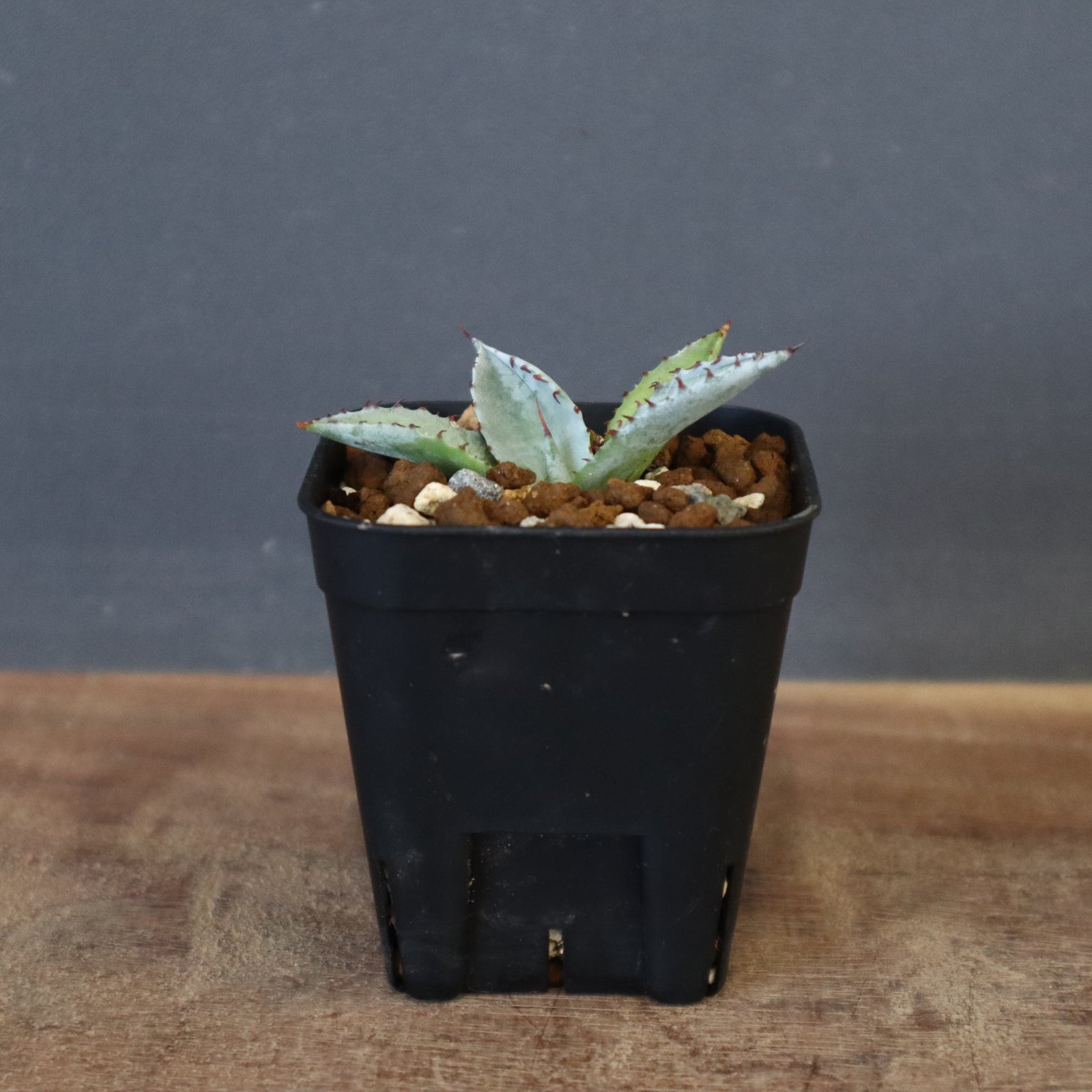 DRAGON AGAVE】アガベ 特白肌×屈原實生 EC1338 – TaiShoDo ONLINE SHOP