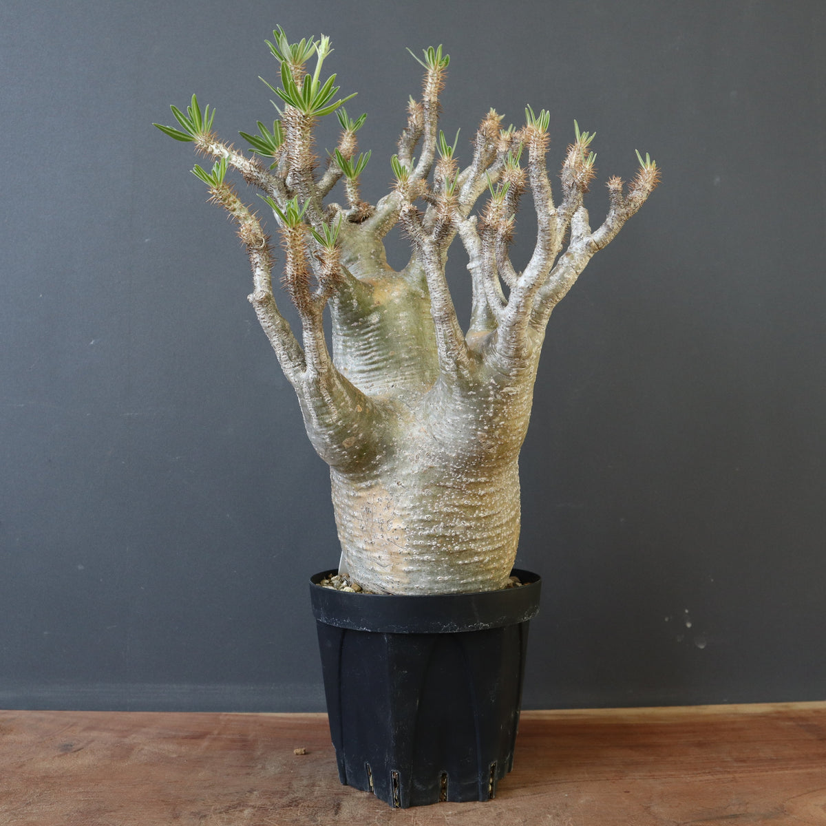 パキポディウム・グラキリス – TaiShoDo ONLINE SHOP