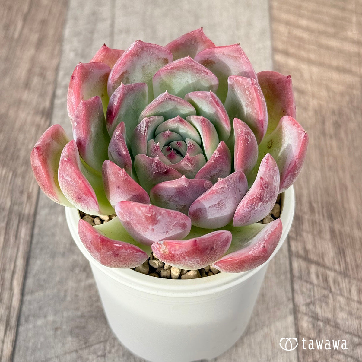 キャラリアン – 多肉植物の通販・販売サイト tawawa