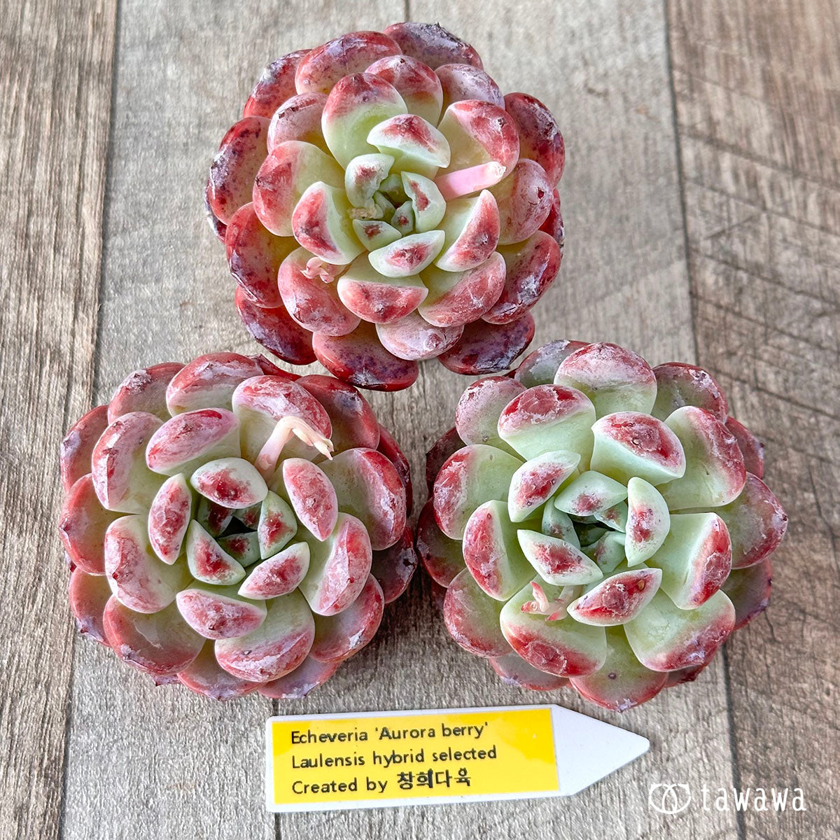 多肉植物アエオニウム錦❤️ 青花瓷❤ 状態図 【公式通販】