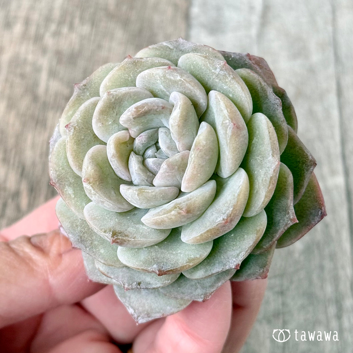 ピュアラブ（チャンヒー農園苗） – 多肉植物の通販・販売サイト tawawa