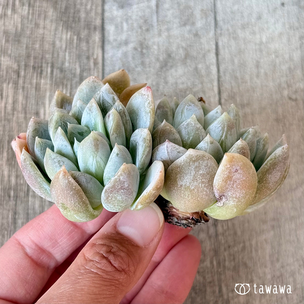 エルサ （チャンヒー農園苗） – 多肉植物の通販・販売サイト tawawa