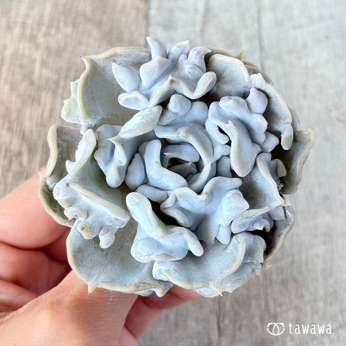 スリラーパール – 多肉植物の通販・販売サイト tawawa