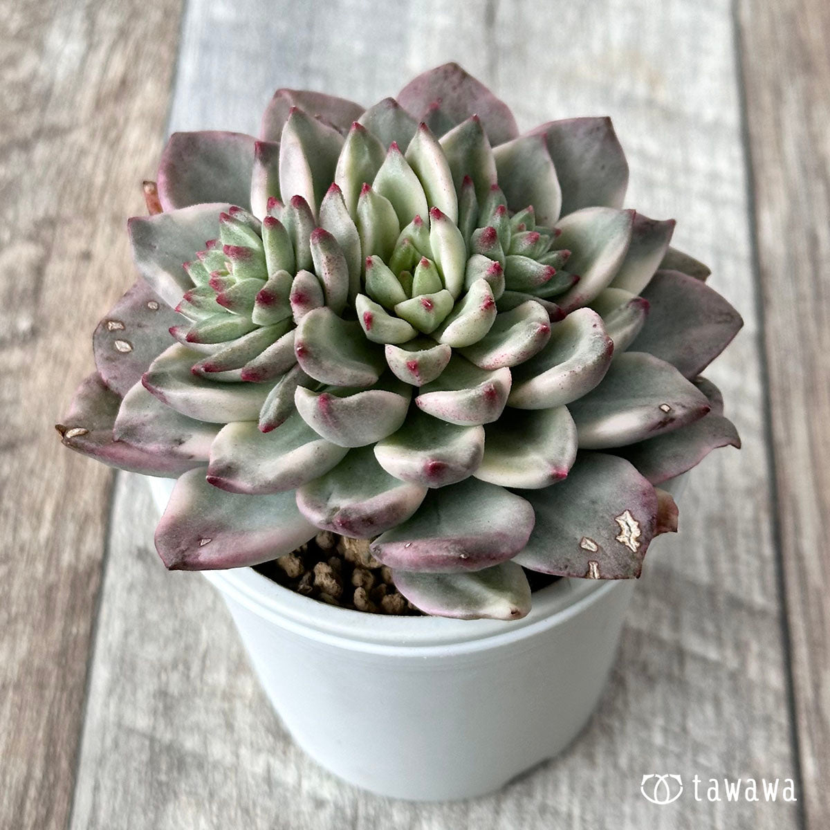 グリーンエメラルド錦 – 多肉植物の通販・販売サイト tawawa