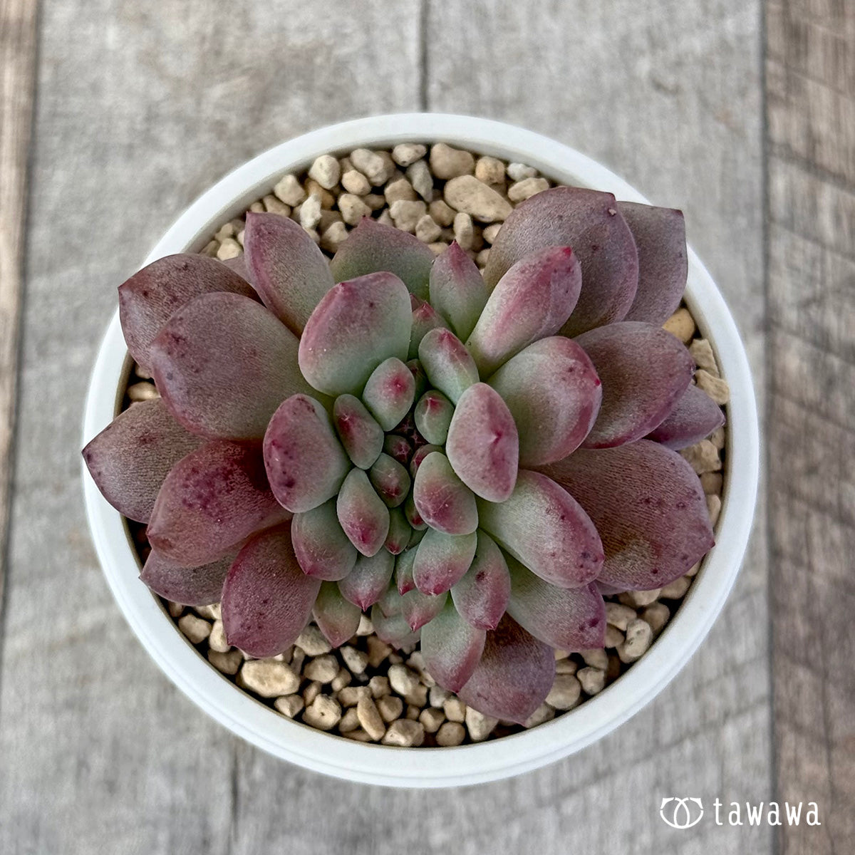 アリエル綴化 – 多肉植物の通販・販売サイト tawawa