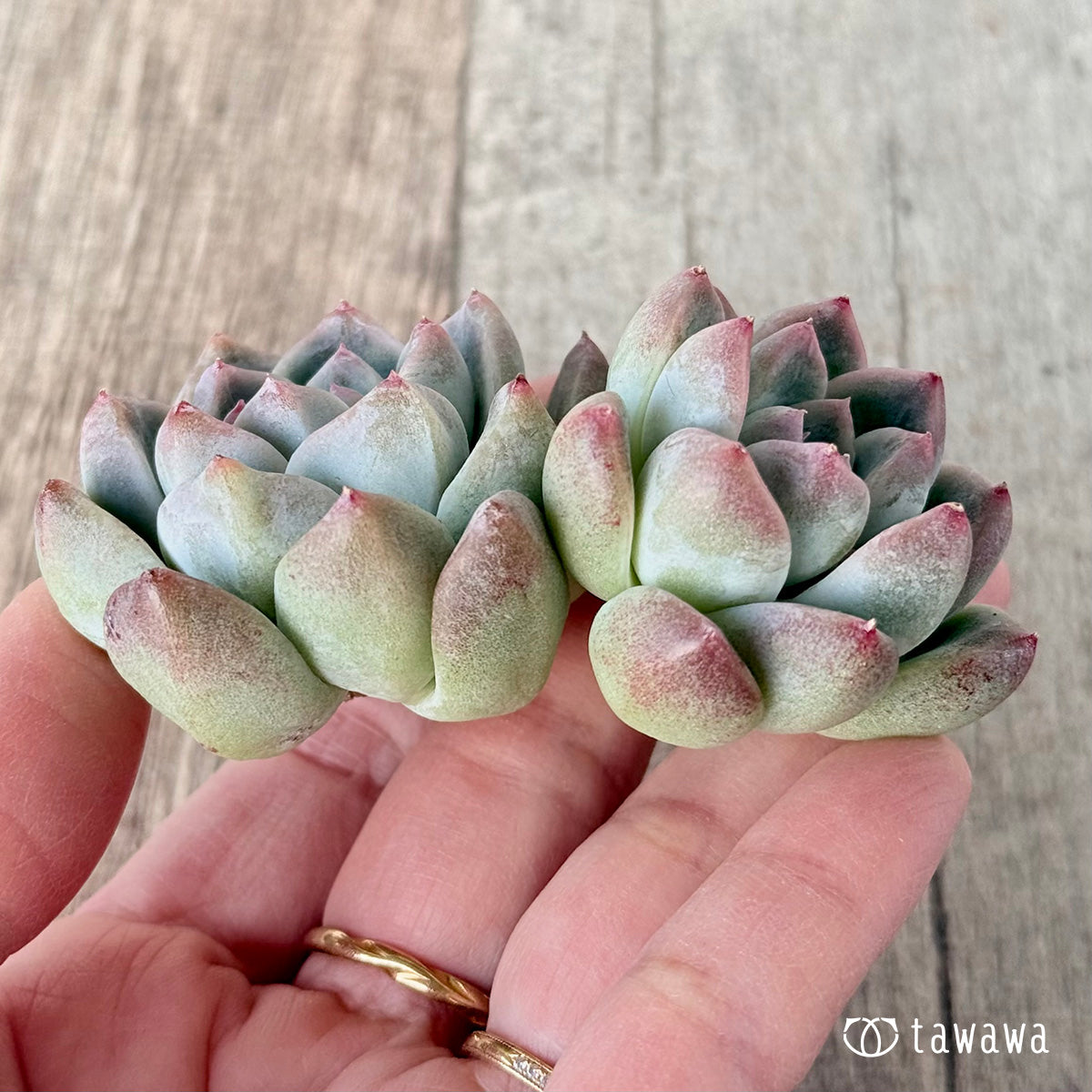 1/27発売】アルバビューティー – 多肉植物の通販・販売サイト tawawa