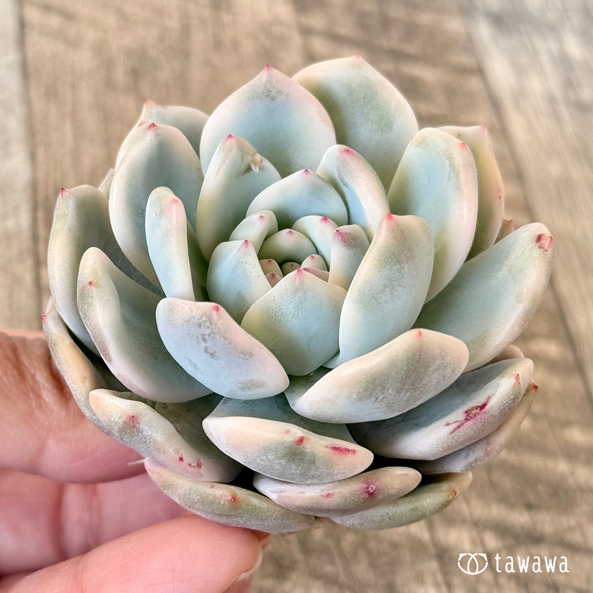 モンロー錦 – 多肉植物の通販・販売サイト tawawa