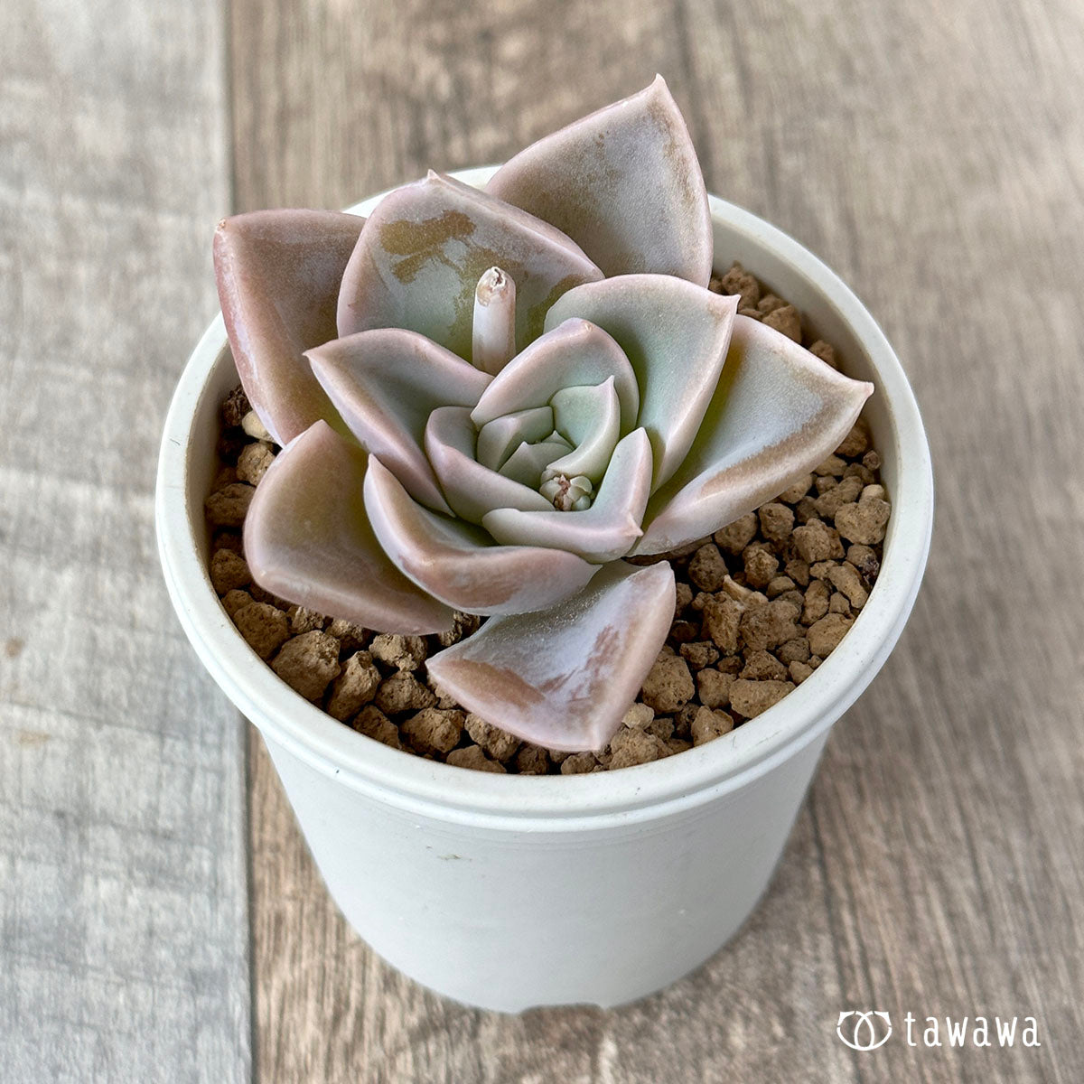 ハリーワトソン – 多肉植物の通販・販売サイト tawawa