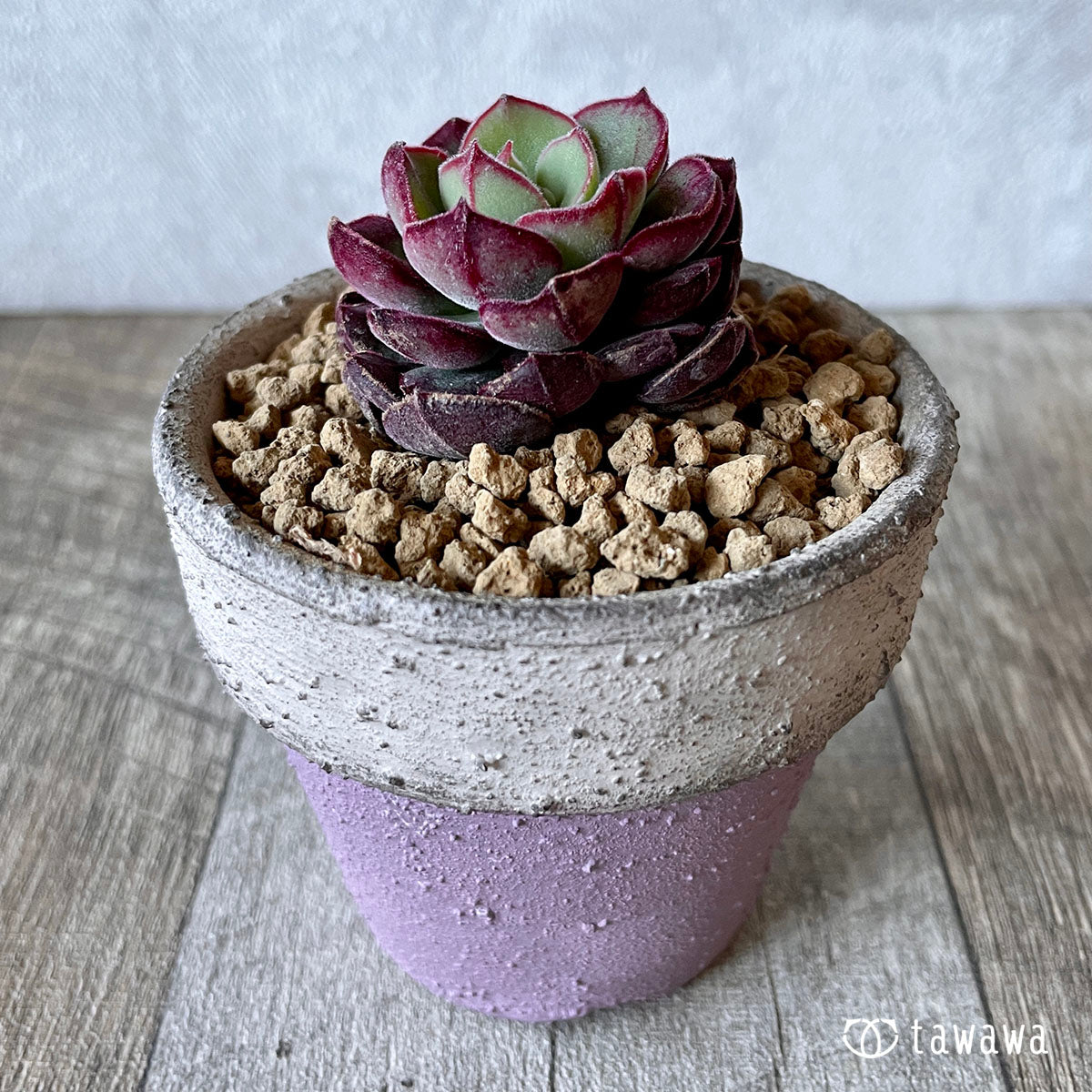 ジョアンダニエル – 多肉植物の通販・販売サイト tawawa