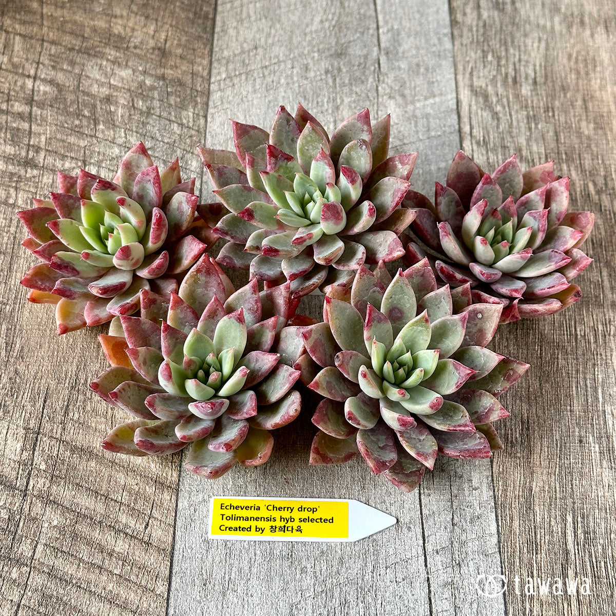 IMG_7617.jpg?v=1669165517&