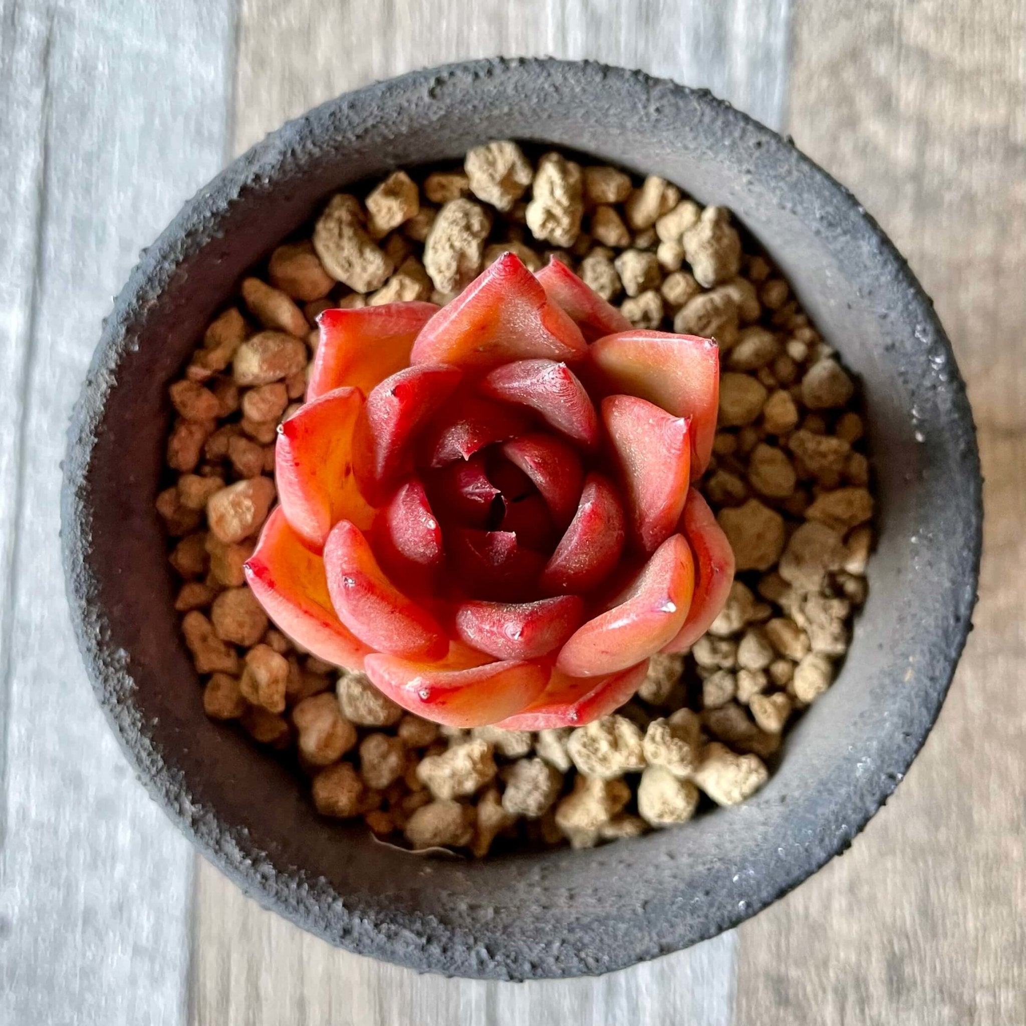 アガボイデス ルブラ – 多肉植物の通販・販売サイト tawawa