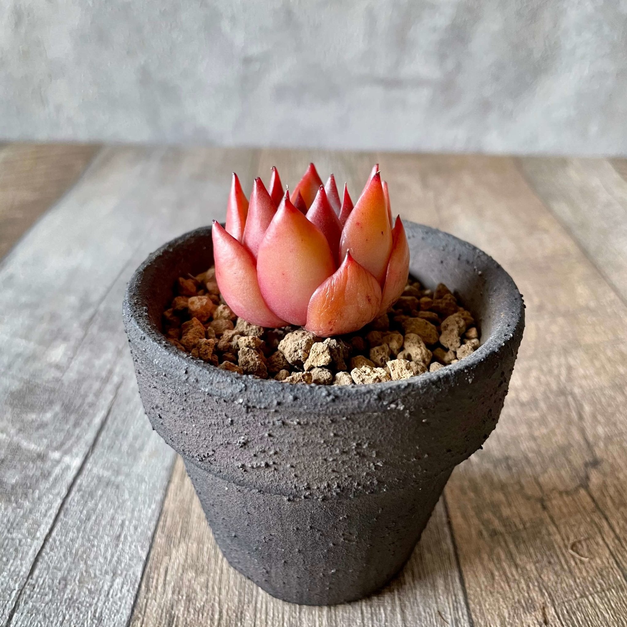 アガボイデス ルブラ – 多肉植物の通販・販売サイト tawawa