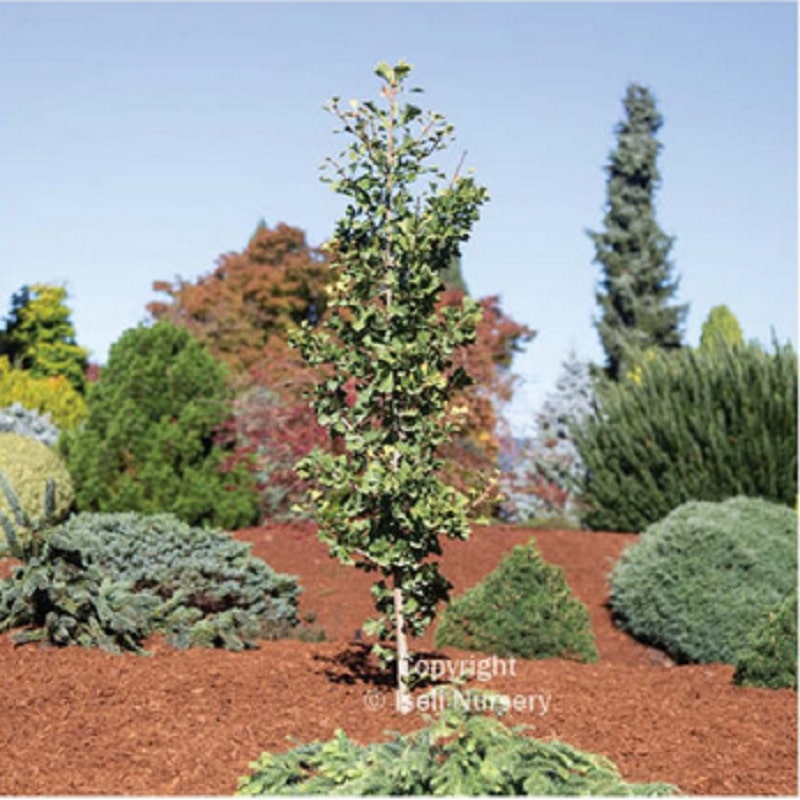 Ginkgo Folkert's Select #6 - Ted Lare - Design & Build