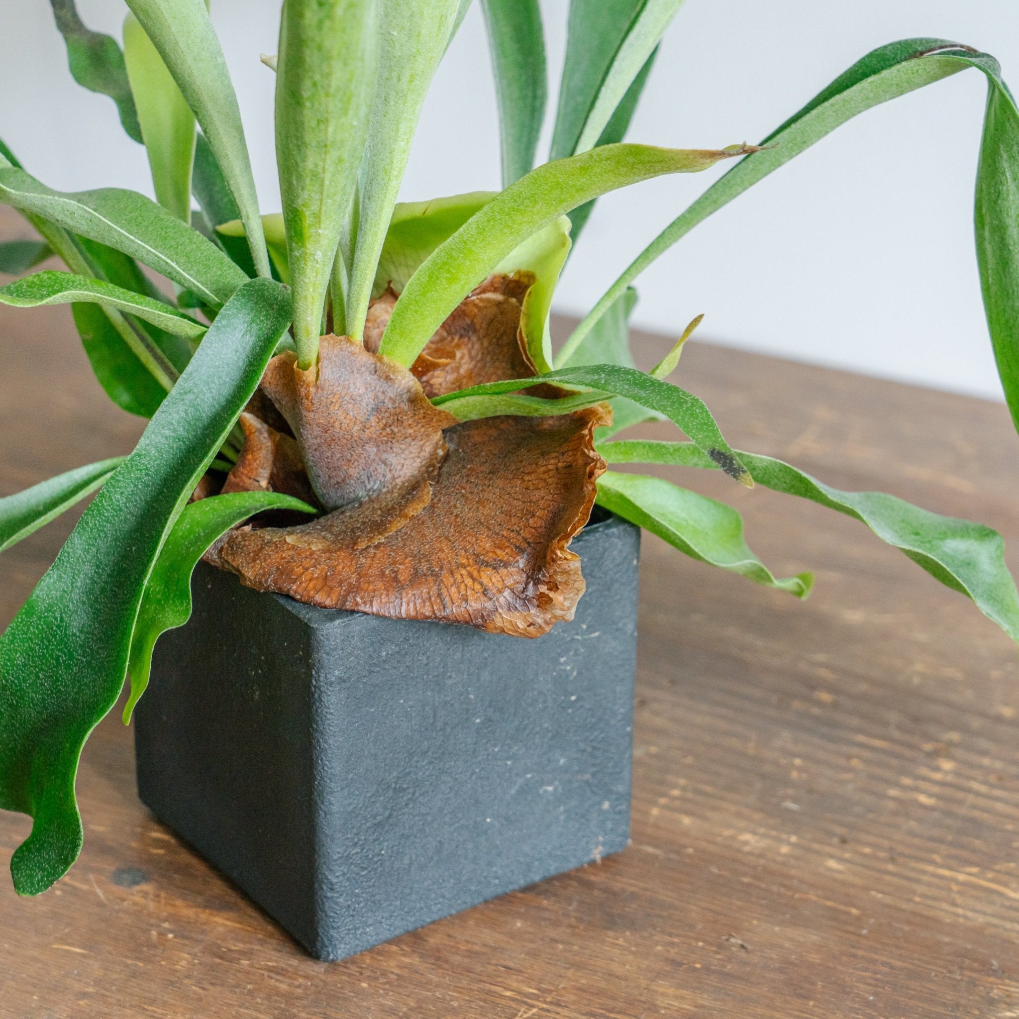 ビカクシダ ネザーランド POTセットならFlower&Plants tette │「手