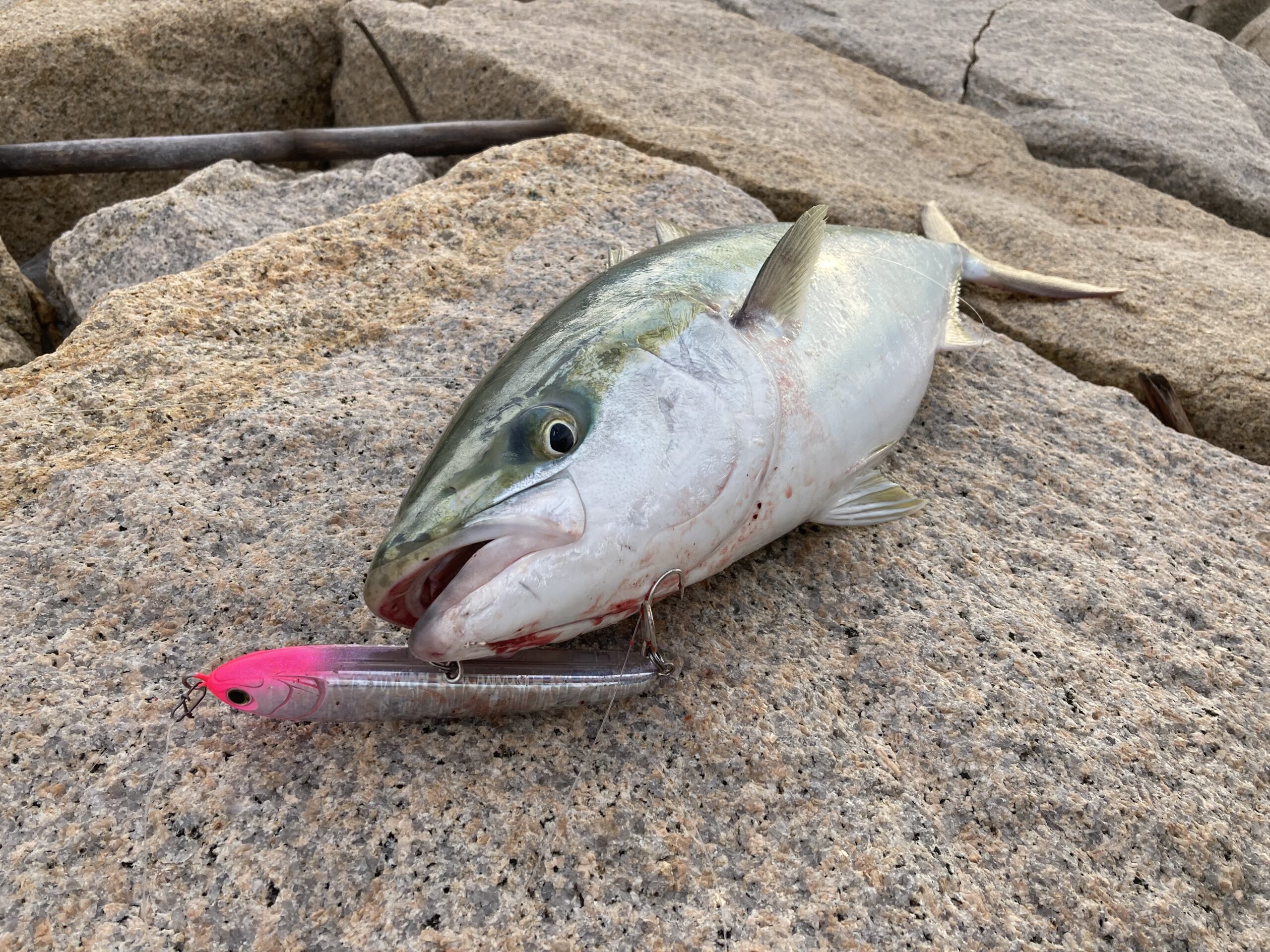 スレた港湾の青物をアクションで騙し切る！ラピードF130の使い方