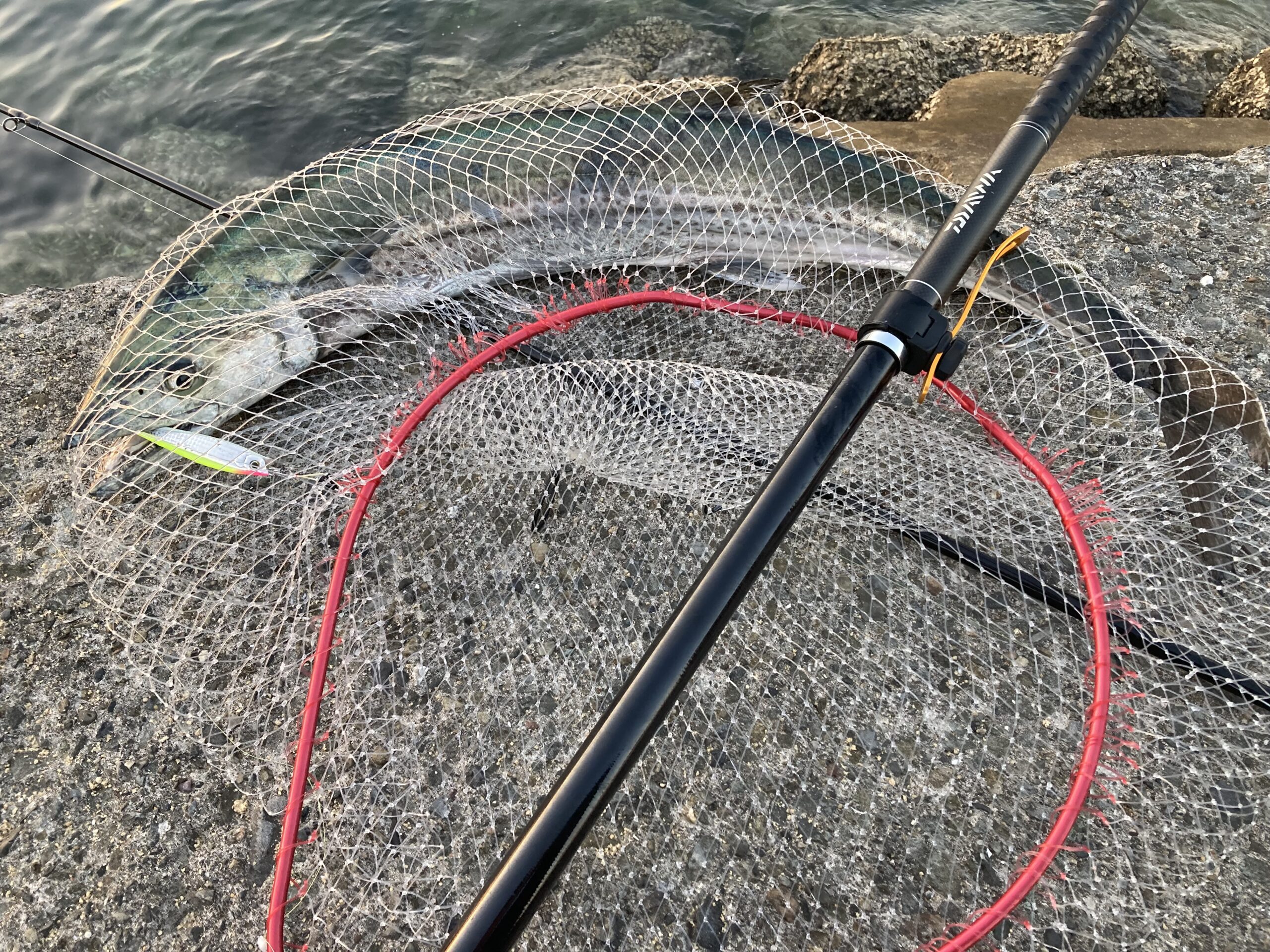 昌栄 inoプラス】M・Lサイズを両方使いこんだのでインプレしてみた