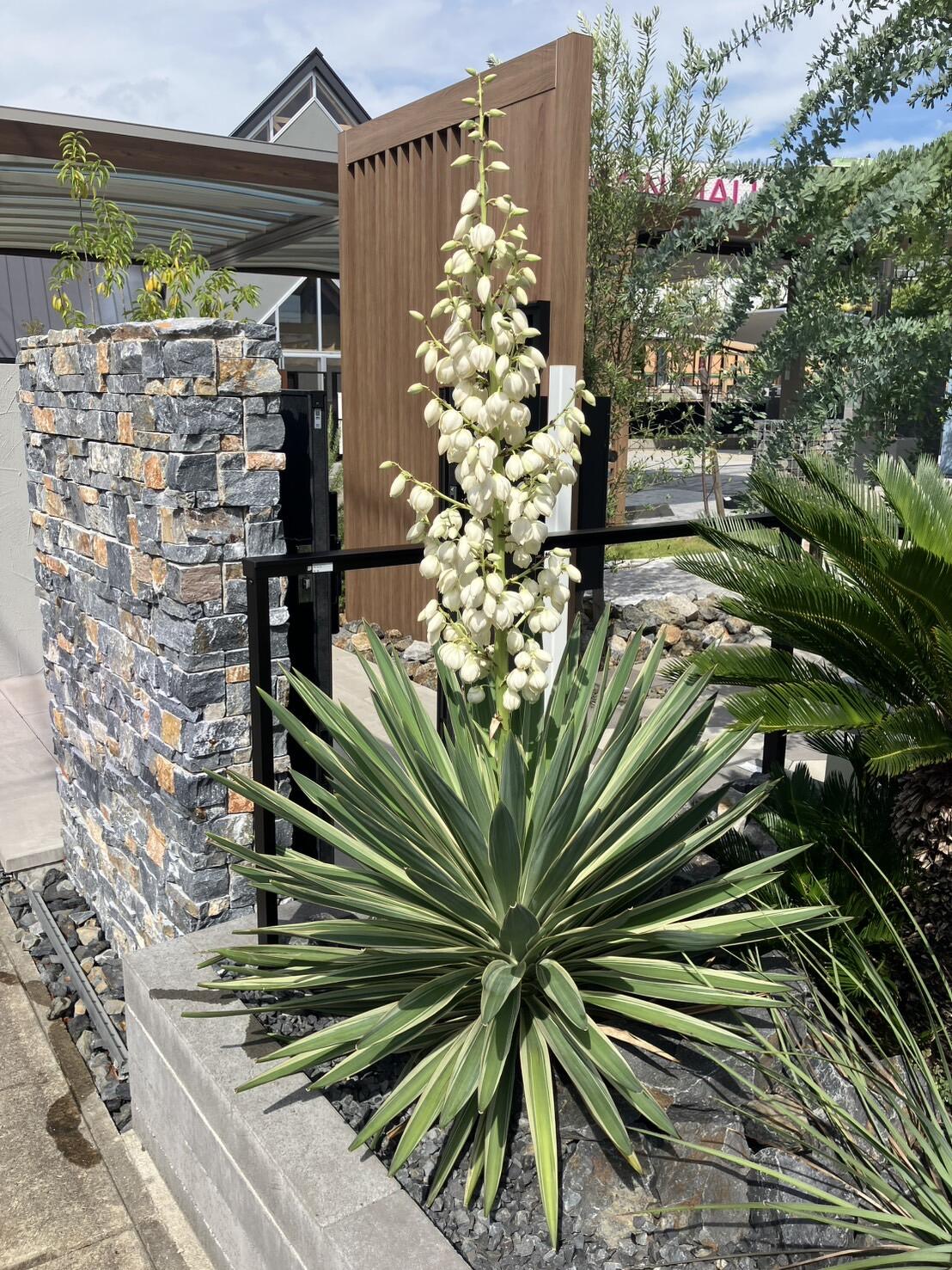 ◇ 向秋のお楽しみ ～ ユッカの開花 ～ ◇ | コラム | tetra 長久手店