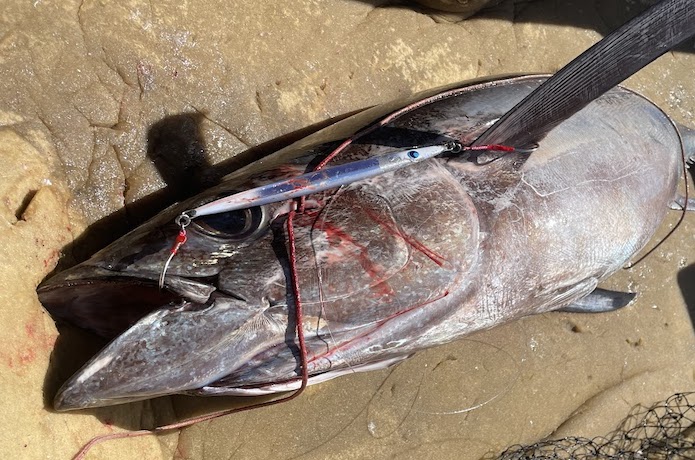 トンジギの最強ジグはどれ？ジグ選びやフックセッティング・おすすめ