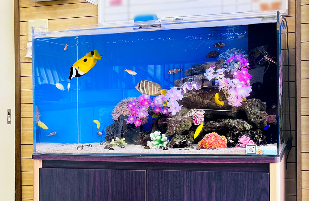 事務所の90cm海水魚水槽に造花を追加！季節のレイアウト｜東京アクア
