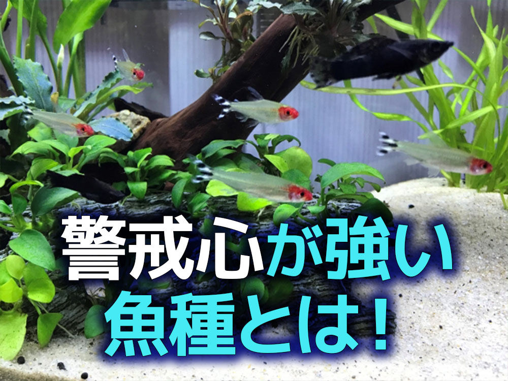 警戒心が強い熱帯魚とは・熱帯魚が警戒心を持つ理由と神経質な魚種例
