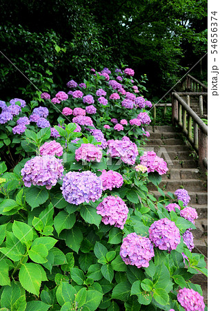 飛鳥山公園の紫陽花。飛鳥の小径（あすかのこみち）（6月）東京都北区
