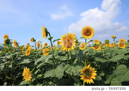 ひまわり3557の写真素材 [56997886] - PIXTA