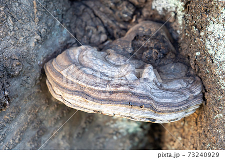 上から見た桜の木の幹にできた猿の腰掛け(サルノコシカケ)の写真素材