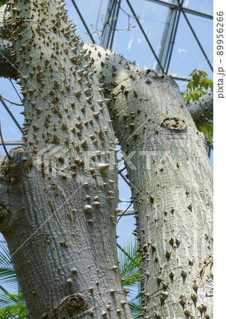 トックリキワタ：鋭い棘のある幹の写真素材 [89956266] - PIXTA
