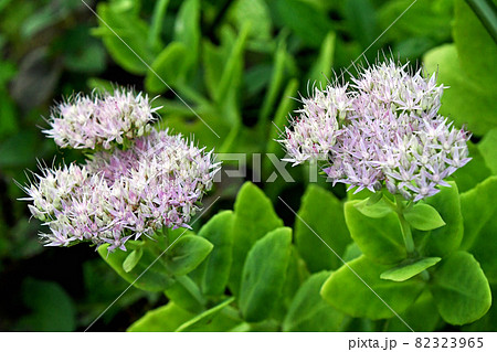 オオベンケイソウ（大弁慶草）の写真素材 [82323965] - PIXTA
