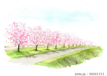 土手に咲く桜の木 水彩画のイラスト素材 [98801151] - PIXTA