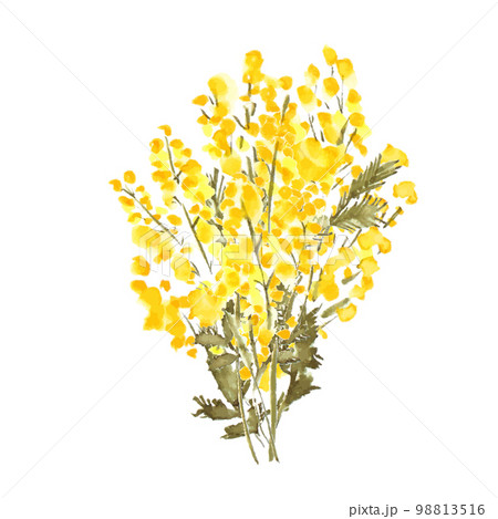 水彩画。水彩タッチのミモザベクターイラスト。水彩のミモザイラスト