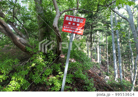 鳥獣保護区の看板の写真素材 [99553614] - PIXTA