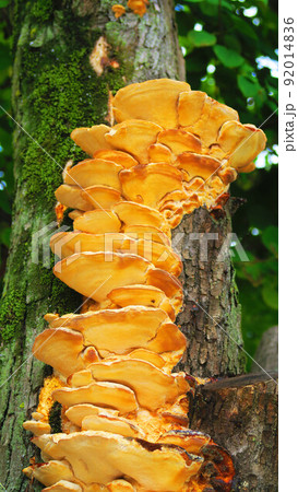 オレンジ色のサルノコシカケの写真素材 [92014836] - PIXTA