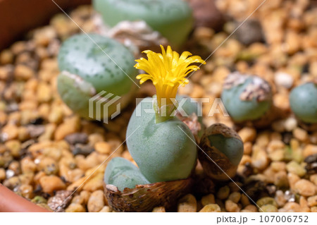 脱皮後に開花したコノフィツム（多肉植物）の写真素材 [107006752] - PIXTA